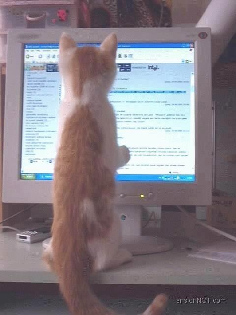 kitty looking at computer screen :3